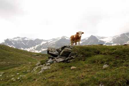 Urlaub in Österreich